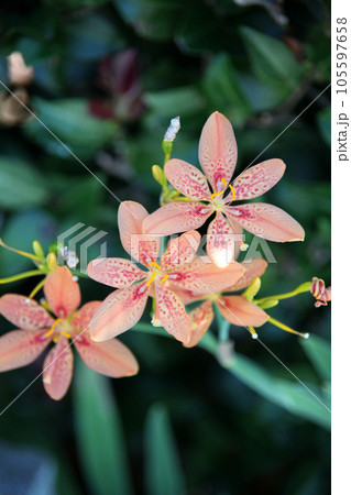 ヒオウギの花 ヒオウギの花 105597658