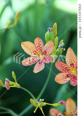 ヒオウギの花 105597663