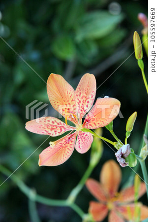 ヒオウギの花 ヒオウギの花 105597669