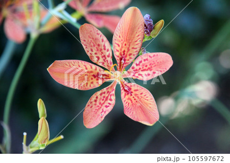 ヒオウギの花 105597672