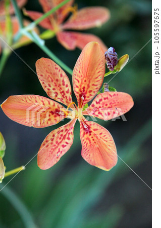 ヒオウギの花 ヒオウギの花 105597675