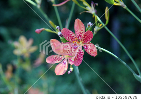 ヒオウギの花 ヒオウギの花 105597679