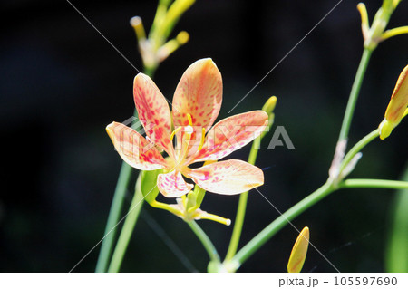 ヒオウギの花 ヒオウギの花 105597690
