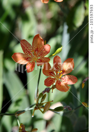 ヒオウギの花 ヒオウギの花 105597693