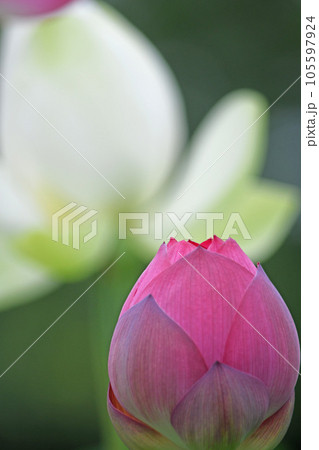 蓮の花 105597924