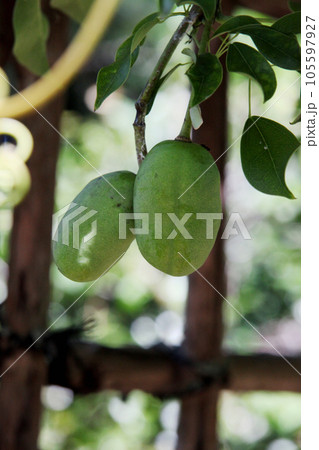 むべの実 105597927