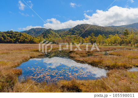 紅葉の湿原 105598011