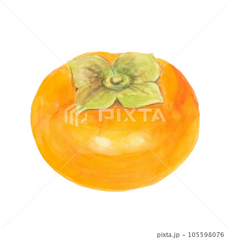 柿の水彩手描きイラスト素材のイラスト素材 [105598076] - PIXTA