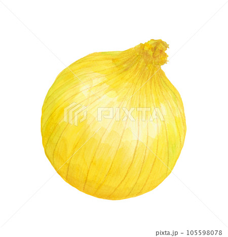 玉ねぎの水彩手描きイラスト素材 玉ねぎの水彩手描きイラスト素材 105598078