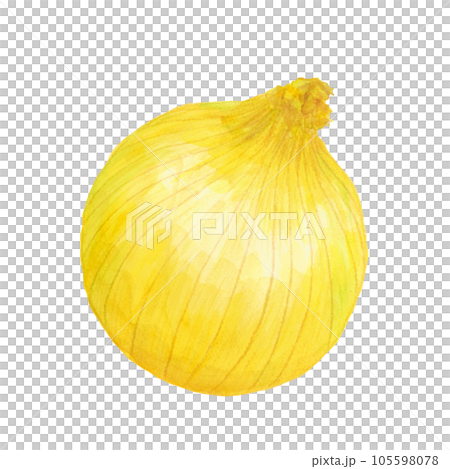 Onion watercolor hand-painted illustration material 105598078