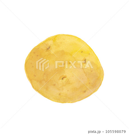 じゃがいもの水彩手描きイラスト素材 105598079