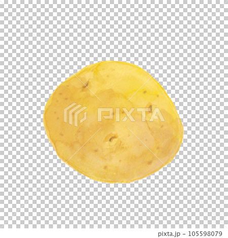 potato watercolor hand drawn illustration material 105598079
