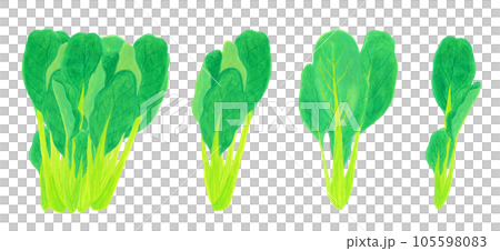 Komatsuna watercolor hand-painted illustration material 105598083