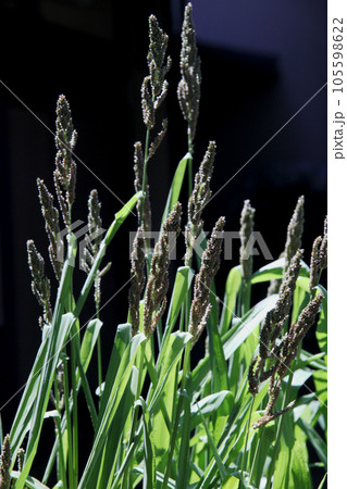 ひえの穂 ひえの穂 105598622