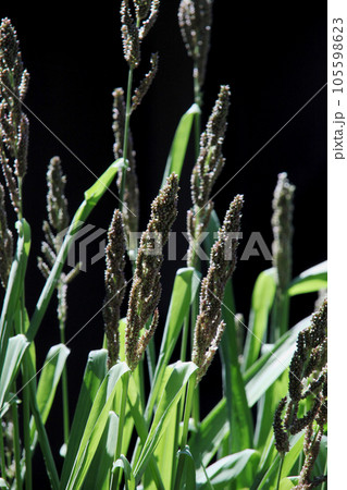 ひえの穂 ひえの穂 105598623