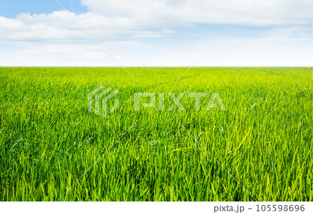 Farm Field Green Jasmine Rice Traditional Food in Thailand, Landscape Organic Vista on Blue Sky Background, Modern Agriculture Farmer Asian, Country Bio Environment Growth Plant Meadow. Farm Field Green Jasmine Rice Traditional Food in Thailand, Landscape Organic Vista on Blue Sky Background, Modern Agriculture Farmer Asian, Country Bio Environment Growth Plant Meadow. 105598696
