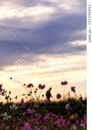 夕暮れに散歩をする人と秋桜畑｜縦構図 105598851