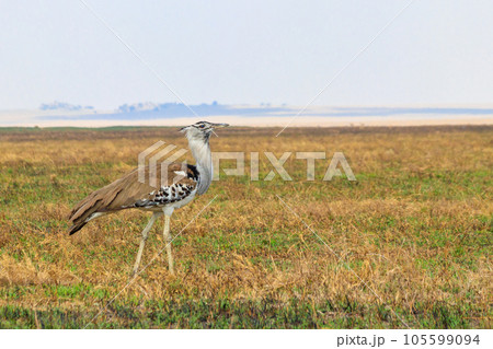 Kori bustard (Ardeotis kori) walking in dry savannah in Serengeti National Park, Tanzania 105599094