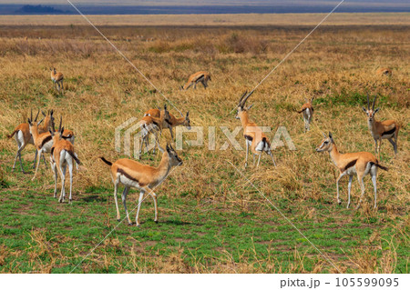Herd of Thomson's gazelle (Eudorcas thomsonii) in Serengeti National Park in Tanzania. Wildlife of Africa Herd of Thomson's gazelle (Eudorcas thomsonii) in Serengeti National Park in Tanzania. Wildlife of Africa 105599095