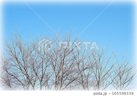 冬の青空に映える桜の木（イラスト風）のイラスト素材 [105599339] - PIXTA