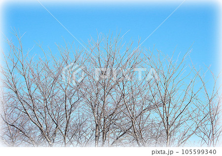 冬の青空に映える桜の木（イラスト風）のイラスト素材 [105599340] - PIXTA