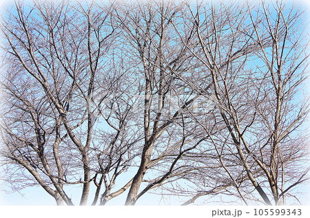 桜の木　冬　絵 桜の木の原画イラスト 冬イラスト