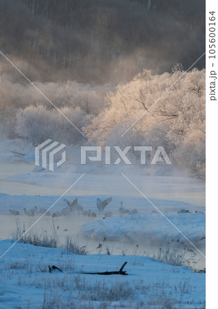霧氷の冬桜と丹頂の寝床 105600164