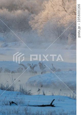 霧氷の冬桜と丹頂の寝床 105600166