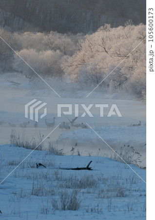 霧氷の冬桜と丹頂の寝床 105600173