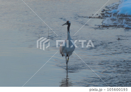 霧氷の冬桜と丹頂の寝床 105600193