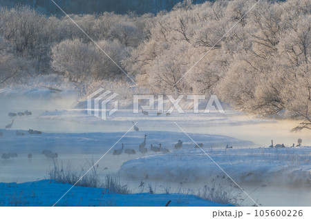 霧氷の冬桜と丹頂の寝床 霧氷の冬桜と丹頂の寝床 105600226
