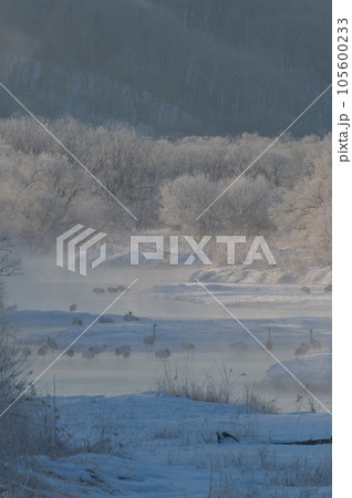 霧氷の冬桜と丹頂の寝床 105600233