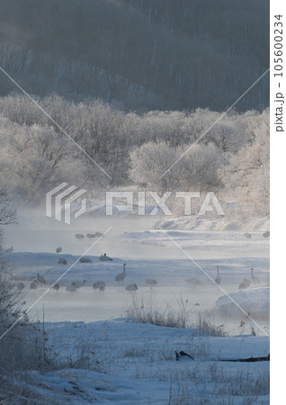 霧氷の冬桜と丹頂の寝床 霧氷の冬桜と丹頂の寝床 105600234