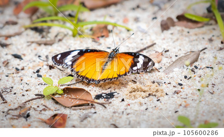 Plain Tiger Butterfly getting minerals from the moist sand at Yala national park, Sri Lanka. Plain Tiger Butterfly getting minerals from the moist sand at Yala national park, Sri Lanka. 105600286