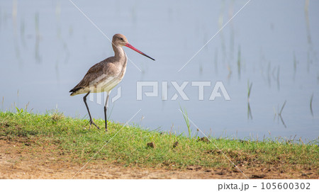 Beautiful Black-tailed godwit portrait shot, godwit bird on the grassy banks of the lagoon at Bundala national park, Sri Lanka. Beautiful Black-tailed godwit portrait shot, godwit bird on the grassy banks of the lagoon at Bundala national park, Sri Lanka. 105600302