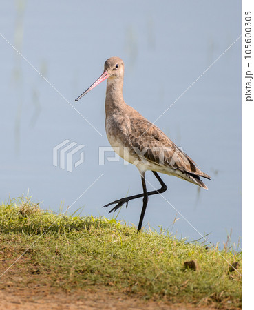 Black-tailed godwit close-up portrait shot, (Limosa limosa) on the grassy banks of the lagoon at Bundala national park, Sri Lanka. Black-tailed godwit close-up portrait shot, (Limosa limosa) on the grassy banks of the lagoon at Bundala national park, Sri Lanka. 105600305
