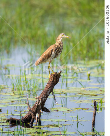 Indian pond heron perch in a dead tree trunk in the marsh at Bundala national park. 105600306