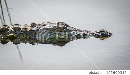 Mugger crocodile partially submerged in shallow water, close-up headshot of a crocodile at Bundala national park, Sri Lanka. 105600315