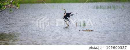 Oriental darter Drying out wings on a stick on the waters, and the danger lurking around corner, marsh crocodile swims closely to the darter at Bundala national park. 105600327