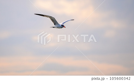 Caspian Tern bird in flight against evening sunset skies. Serene atmosphere in Bundala national park, Sri Lanka 105600342