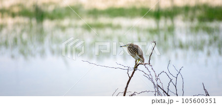 Indian pond heron perch on leafless branches near the lagoon, beautiful habitat shot in Bundala national park. Indian pond heron perch on leafless branches near the lagoon, beautiful habitat shot in Bundala national park. 105600351