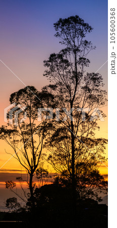 Beautiful sunrise landscape photograph, Silhouetted tall trees and colorful gradient bright skies in the background. 105600368