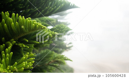 Pine Tree,Plant Growth Tree Pine Close Up on Weather Fog Background,Forest in Winter Spring Season Outdoor Landscape Free Space,Fresh Green Leaves Cold Climate in Dawn Morning,Christmas Tree Symbols. 105600428