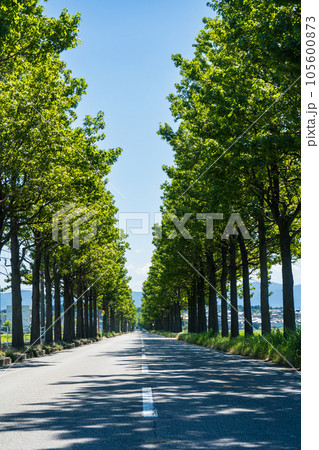 芦原温泉と北陸新幹線芦原温泉駅を結ぶアメリカフウ並木道｜福井県あわら市 105600873