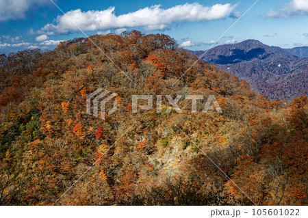 丹沢山地・塔ノ岳直下から見る紅葉の鍋割山稜と檜洞丸 105601022