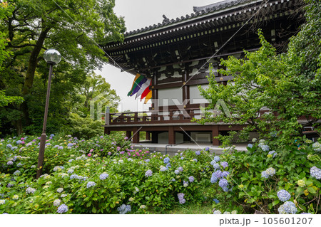 総本山 智積院 アジサイ 紫陽花 京都 総本山 智積院 アジサイ 紫陽花 京都 105601207