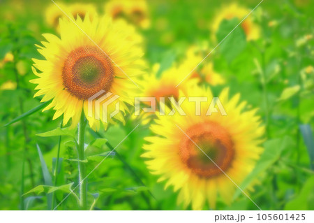 鮮やかな満開の向日葵の花 105601425