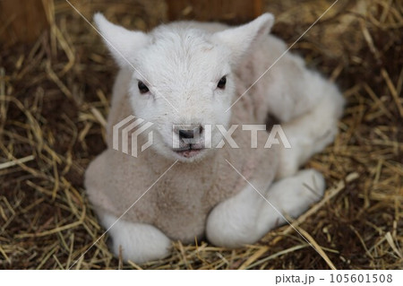 生後間もない羊の赤ちゃん 105601508