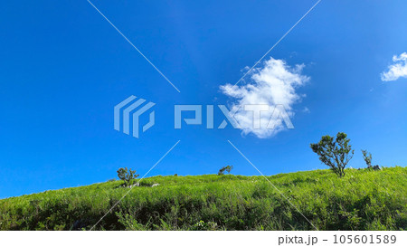 夏の秋吉台カルスト大地、山口県美祢市 105601589