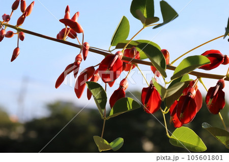夏の庭に咲くアメリカデイゴの赤い花 105601801